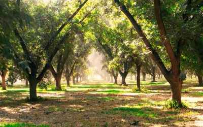 El legado de Tomás Uriona: Más de 100 años de tradición nogalera
